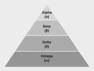 GWO social hierarchy